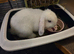 Urgent Rehoming, Mini Lop bunny, Daisy