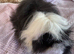 Guinea pig sows Alpaca adults