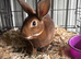 Mini Rex buck