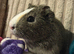 MALE guinea pigs
