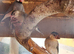 3 young Javas