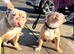 Olde English Bulldog Female