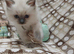1 beautiful ragdoll boy ready to leave now
