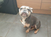 French bulldog 9 weeks old boy