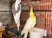 Beautiful birds