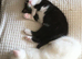 Three white kitten and one black and white kitten in Dorking ready for re-homing