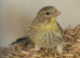 Stunning yellow opal canary