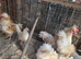 Polish frizzle and sarema cross Japanese black tail