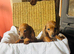 Stunning Daschund pups