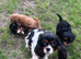 Cavapoo (Girls)
