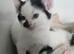 kittens ready 19/ 09/26