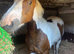 15.3hh 6yo ISH mare for sale