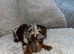 Miniature dachshund puppy’s