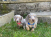 Females and males miniature dachshunds
