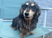 Dachshund