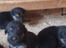 Gorgeous German Shepherd puppies
