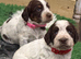 Beautiful working cocker spaniel puppies