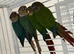 Baby conure Glasgow