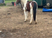 Lovely 2year old filly for sale