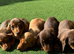 Stunning litter