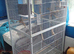 3 budgies and full set up. (Breeding pair plus another female.)