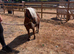 2 Shetland gelding looking for new home