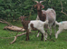 3 lovely wethers for sale