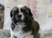 READY NOW KC reg CUTE SHIH TZU BOY PUPPIES