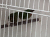 Red faced Parrot finches