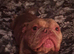3yr old male urgent rehome