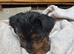 pattern dale cross yorkshire terrier