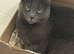 Female cat