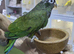 Maximilian Pionus babies available,2
