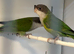 Sierra parakeets
