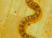 Female Normal Corn Snake approx 4.5 ft - 5 ft