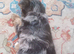 Merle boy and a merle girl and a black and tan biewer yorkie