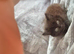 Kittens for sale