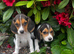 Beagle pups