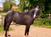 14hh Smokey Black Full Connemara Mare PROJECT