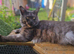 Black smoke mal mainecoon