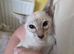 Gccf registered siamese kittens ready soon