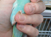 Pair of baby hens