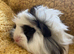 Baby Guinea Pigs in Camborne
