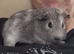 Guinea pig and cagec