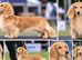 SHOW QUALITY MINIATURE LONG-HAIRED DACHSHUNDS - KC REGISTERED