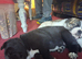 JAPANESE AKITA X STAFFIE PUPS
