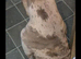 Sheba approx 2 year old shar pei cross bully