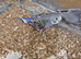 Baby budgies