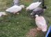 3 male call ducks