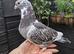 Young fancy pigeons available!